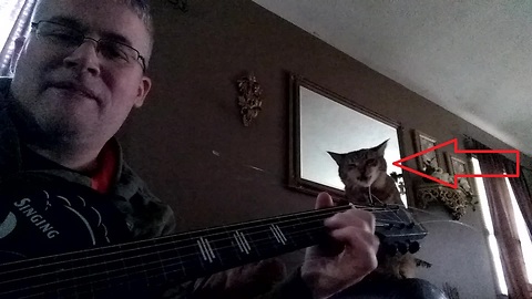 Cat "helps" owner play guitar blues