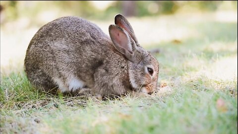 A cute rabbit in the garden.