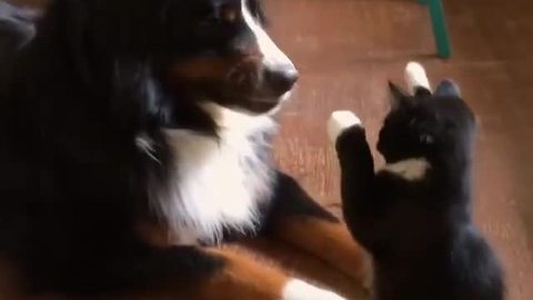 Ninja Kitten Uses Its Tiny Marshmallow Paws To Show Dog Who’s The Boss