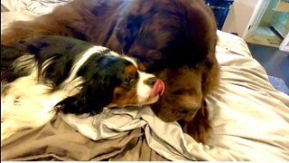 Cavalier And Newfie Are Besties Forever