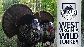 Wild Life Road Trips - West Virginia Wild Turkey Part 1