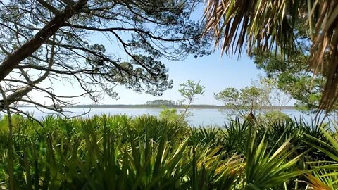 Apalachee Bay Early Afternoon through Palmettos