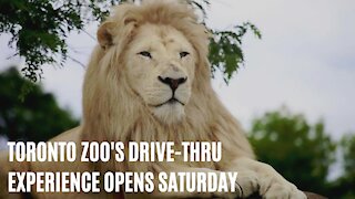 The Toronto Zoo's New Drive Thru-Experience Is Officially Opening This Saturday