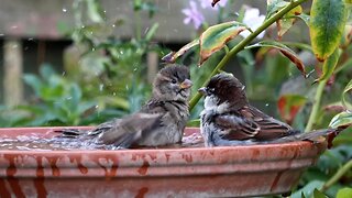 Sparrows Taking a Bath