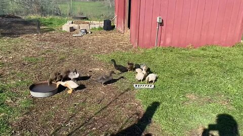 Baby Ducks First Days Out and Rock-star Mamma Bantam Chicken and Her Babies