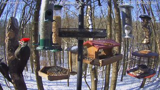 Male and female pileated woodpeckers (male's 2nd visit)