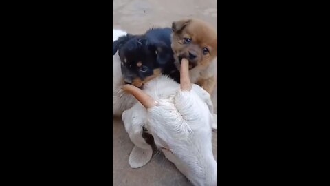 TASTED GOOD ! PUPPIES AND GOAT ! #shorts @Funny Animals