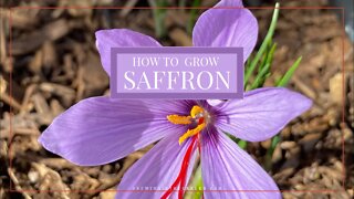 How to GROW SAFFRON