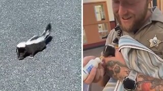 Police rescue baby skunk from roadway