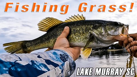 Fishing Grass on Lake Murray SC September 2023!