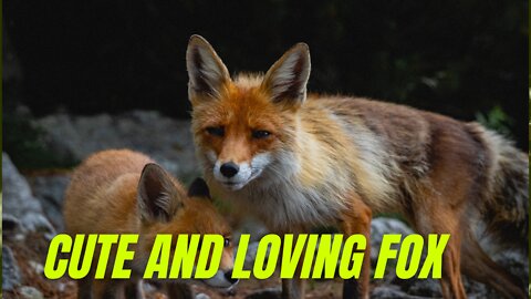 Tender And Affectionate Animal / Sympathetic And Tender Fox