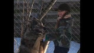 Mom and Daughter Adopt Orphaned Wolves