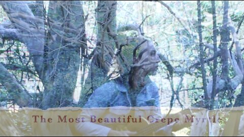 CREPE MYRTLE's FINAL PLEA I SAVE a HISTORIC TREE - the MOST Beautiful Crepe Myrtle I URGENT