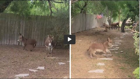 Baby donkey adorably goes for a morning run