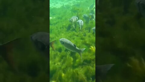 🐟 Freshwater Fish 🐟 at Wakulla Springs 08 #shorts