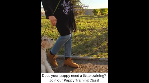 Dog Obedience Training Riverton Utah