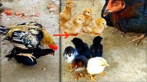 Only 5 chicks of big black Sindhi chicken came out