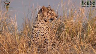 Scotia Female Leopard - Year 2, Independence - 17: End Of Year 2