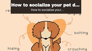 How to socialize your pet dog with reactive behavior