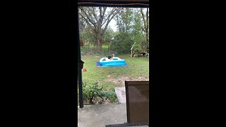 Dogs playing in pool