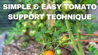 Mastering the Florida Weave: The Ultimate Easy Tomato Plant Support Technique - Garden Guide