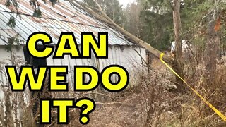 Removing A Tree Off Our Garage | Can We Do It?