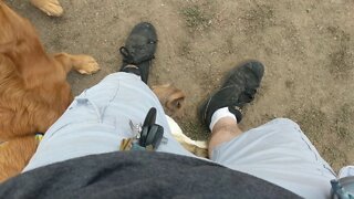 Playing with a red haired Golden Retriever