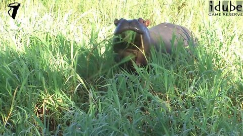 Hippo in the Reeds