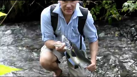 Easily catch Alaskan salmon by bare hands and eat it raw!