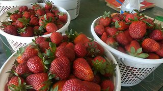 STRAWBERRIES (Lets get some)