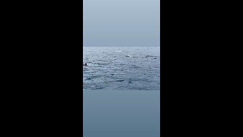 Spinner dolphins in Hawaii