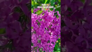 Purple Lilac Blossoms 🌸🍀😍🇨🇦 | Greetings | Uplifting shorts | Journal