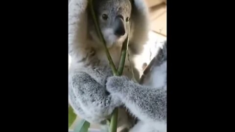 Koala bear lovers