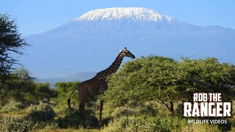 Maasai Giraffe And Mount Kilimanjaro | Zebra Plains Safari | Amboseli