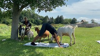 Check out goat yoga and cat yoga in mid-Michigan