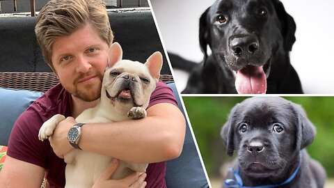 The Lab Dethroned as America's Most Popular Dog Breed | The Clay Travis & Buck Sexton Show