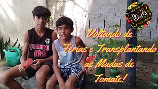 TRANSPLANTE das MUDAS de TOMATE para o CANTEIRO! #hortaemcasa #tomate #hortaorganica