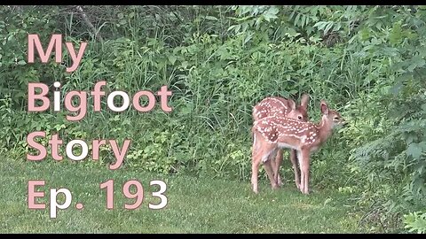 My Bigfoot Story Ep. 193 - Ravens, Triplets & The Fox Den