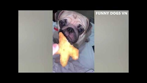 Funniest Animals Video Funny Dogs And Cats Try Not To Laugh Animals 2022