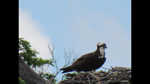 Osprey Head Bob