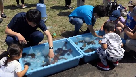 Japanese people and kids having fun and playing with sea animals at Marine Festival in Hakodate, Hok
