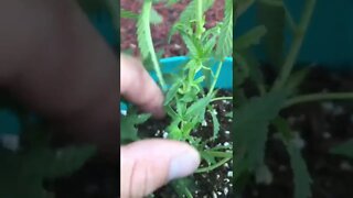 2nd Topping Cannabis Plant