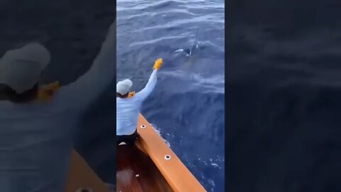 Ever caught such monster? Sword fish