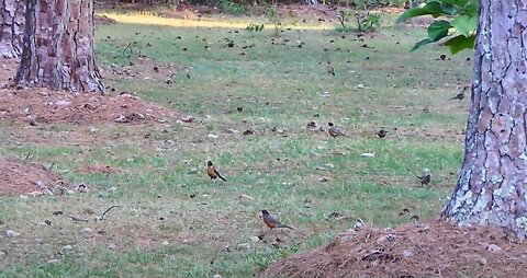 Lots of American Robins and other birds visited my yard today.