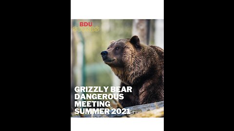 Grizzly Bear Dangerous Meeting ❗ Summer 2021