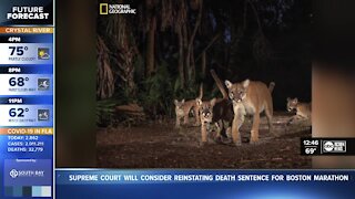 Interview with photographer who took rare photos of endangered Florida panther