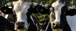 Company creates coronavirus drug from cows