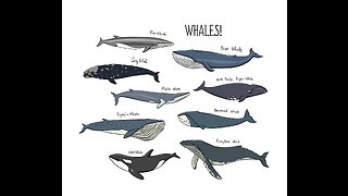 Slideshow show tribute to Whales 🐋 .