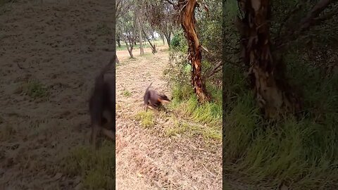 Bamboo Gives Jess Zoomies #kelpie #shorts #zoomies