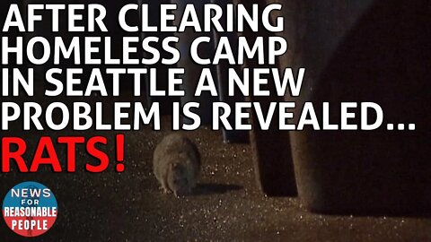 The Rat Problem Revealed After a Crime-Ridden Homeless Encampment Cleared